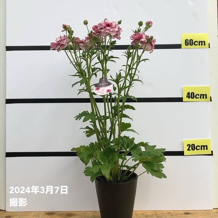 ラナンキュラス ラックスシリーズ 5号 ジュピター｜草花10-TU | 草花