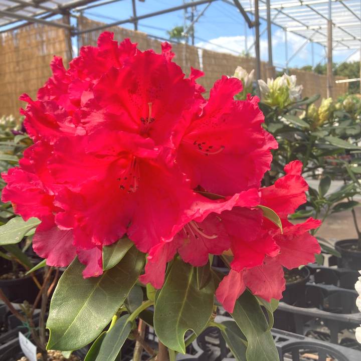 シャクナゲ 7号 マキターズプライズ｜花木10-TU | 花木・庭木