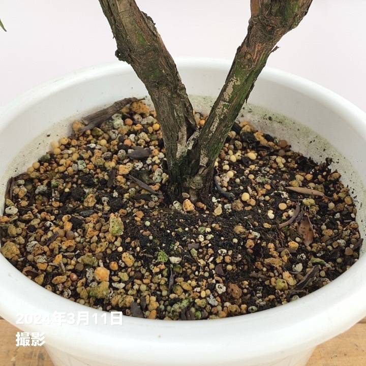 シャクナゲ 7号 マキターズプライズ｜花木10-TU | 花木・庭木