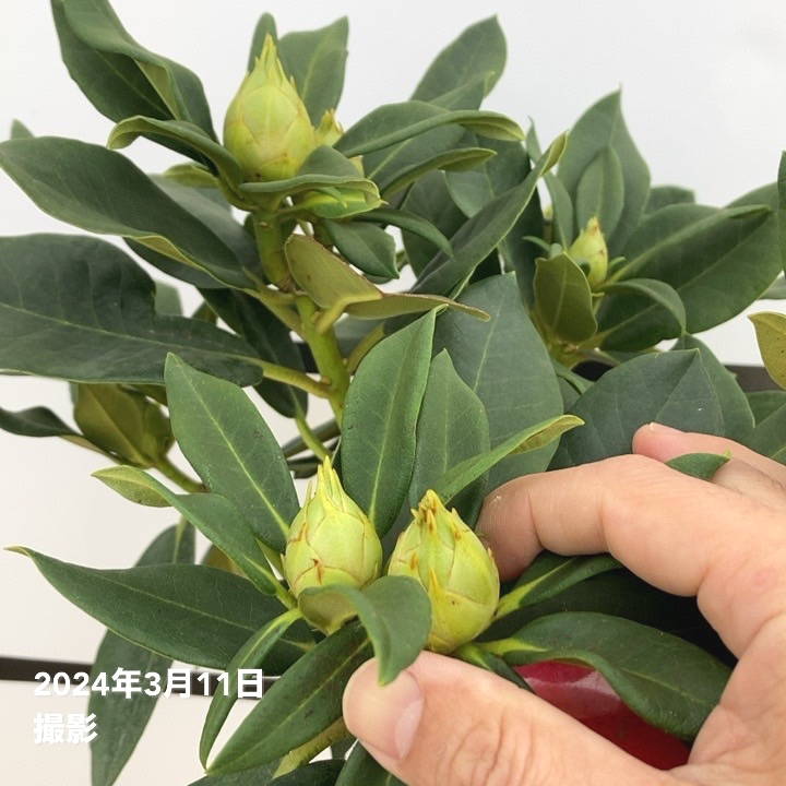 樹と花 シャクナゲ 7号 マキターズプライズ｜花木10-TU | 花木・庭木