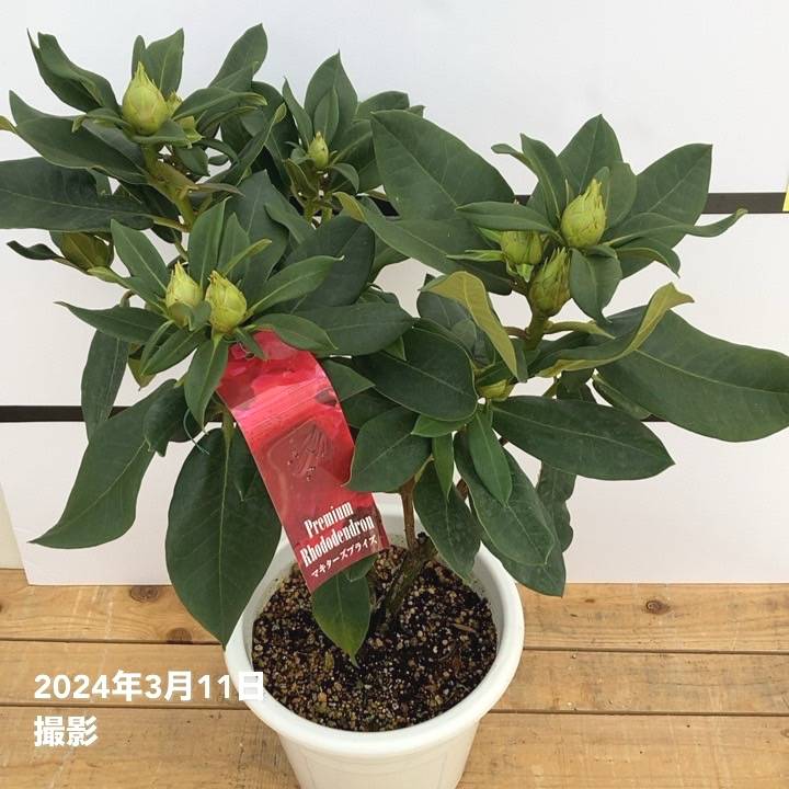 シャクナゲ 7号 マキターズプライズ｜花木10-TU | 花木・庭木