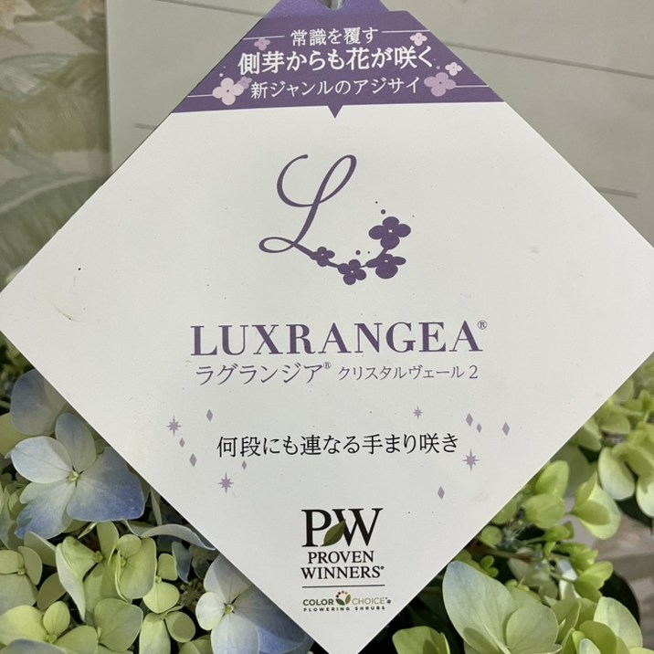 <開花中>PW ラグランジア クリスタルヴェール2 5号|花木04-PA