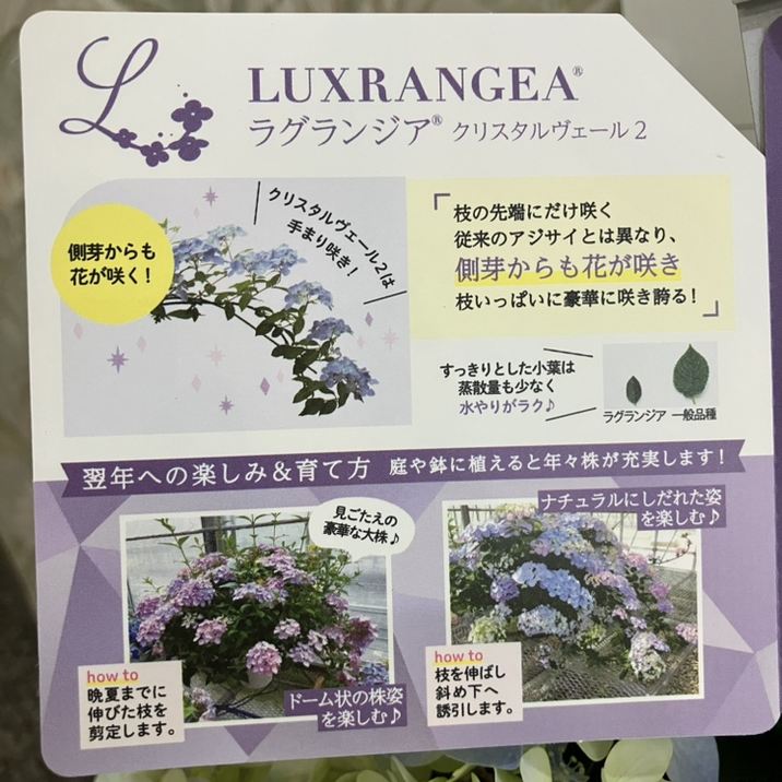 <開花中>PW ラグランジア クリスタルヴェール2 5号|花木04-PA