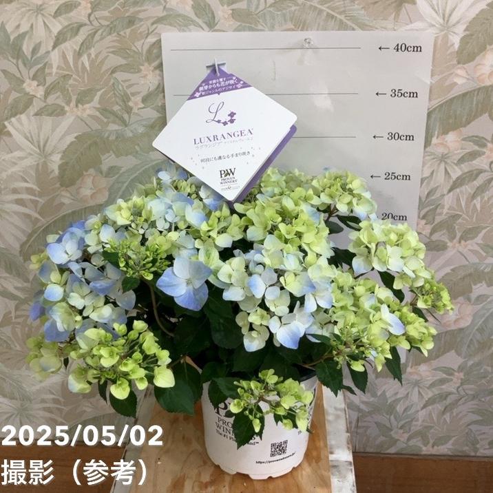 開花中＞PW ラグランジア クリスタルヴェール2 5号｜花木04-PA | 花木