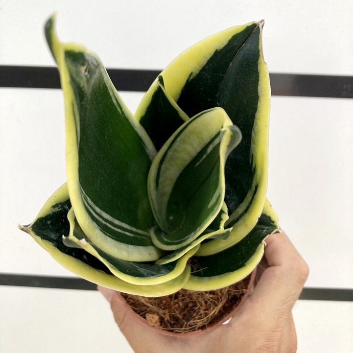 サンスベリア 3.5号 ブラックロータス 生産鉢仕様｜観葉02-D2 | 観葉