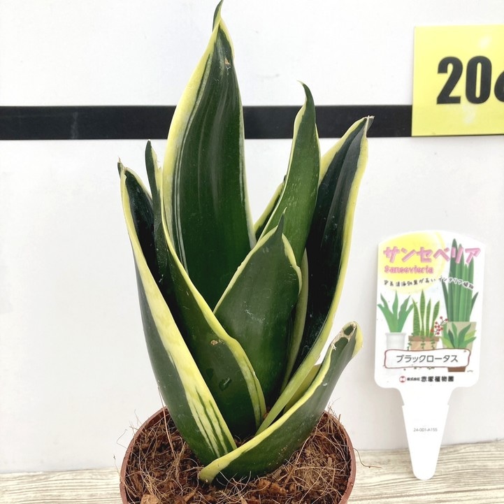サンスベリア 3.5号 ブラックロータス 生産鉢仕様｜観葉02-D2 | 観葉