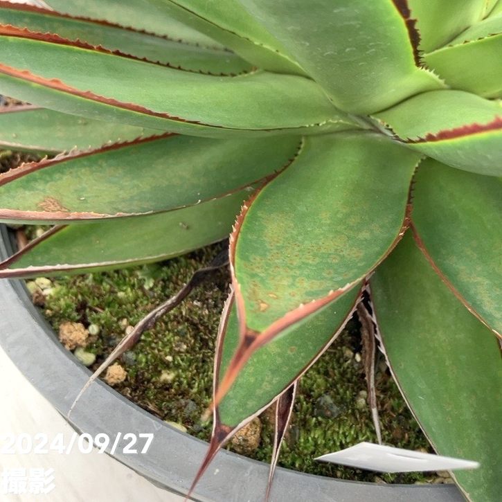 【現品お届け】アガベ 8号 グリーングロー(A49)|観葉01-D1