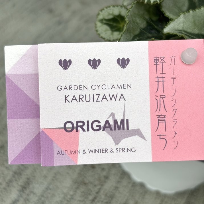 ガーデンシクラメン オリガミ ORIGAMI 3号×3株セット｜草花04-PA