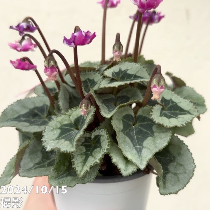 ガーデンシクラメン オリガミ ORIGAMI 3号×3株セット｜草花04-PA