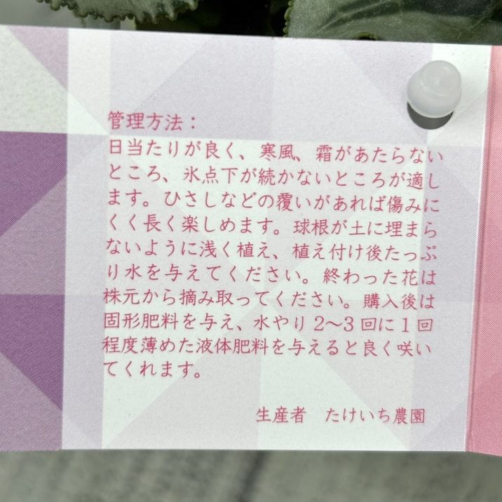 ガーデンシクラメン オリガミ ORIGAMI 3号×3株セット｜草花04-PA