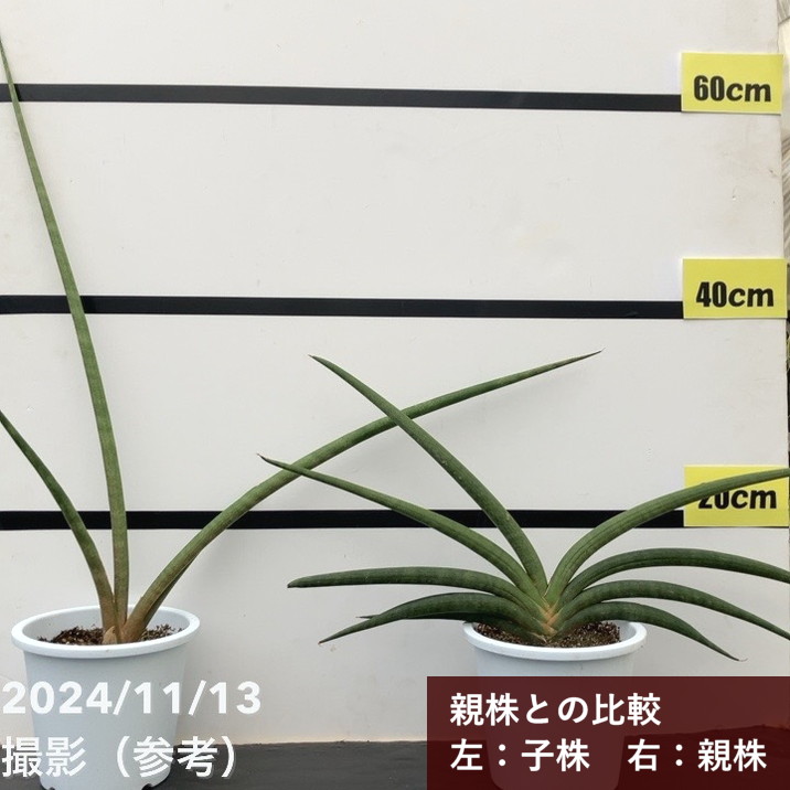 【現品お届け】サンスベリア 5号 フラミンゴ Flamingo(子株)白プラ鉢仕様(S120)|観葉02-D2