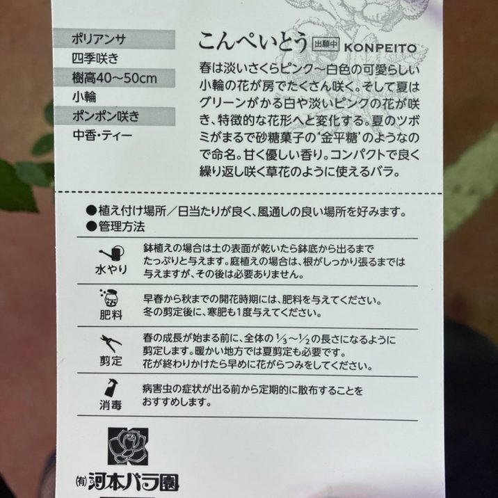 バラ大苗 こんぺいとう 7号 河本バラ園 河本麻記子さん ローズ・ドゥ