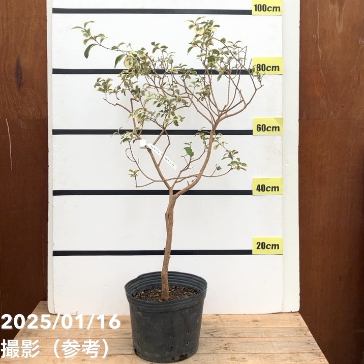 斑入りレア】フェイジョア 斑入り 8号｜果樹10-TU | 果樹 | 赤塚植物園