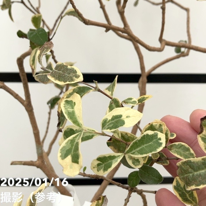 斑入りレア】フェイジョア 斑入り 8号｜果樹10-TU | 果樹 | 赤塚植物園