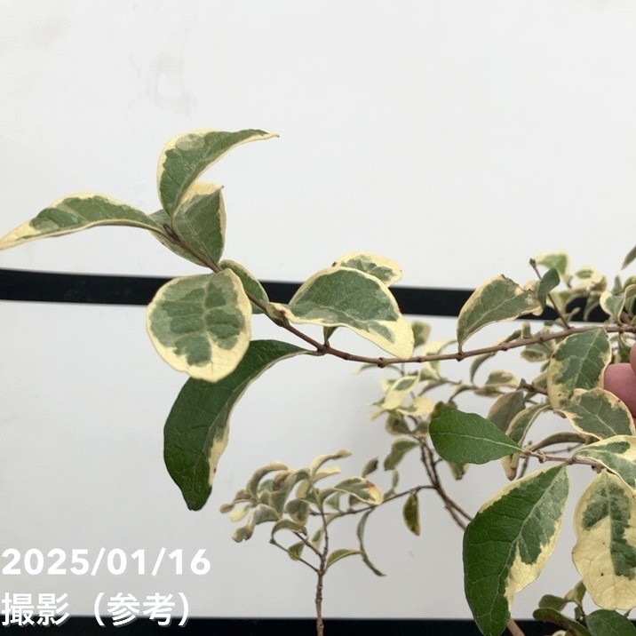 斑入りレア】フェイジョア 斑入り 8号｜果樹10-TU | 果樹 | 赤塚植物園