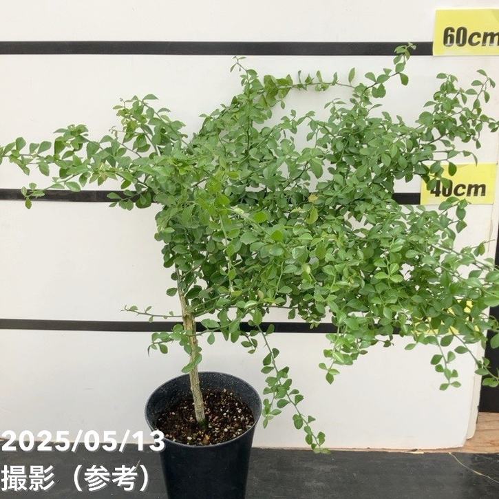 フィンガーライム　800g フィンガーライム 800g フィンガーライムオンラインショップ