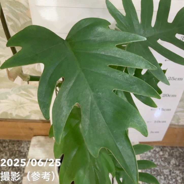 フィロデンドロン　ドラゴンスカル　希少　送料無料 フィロデンドロン ドラゴンスカル 希少 送料無料 楽天市場