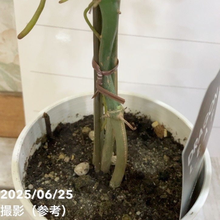 フィロデンドロン タンゴ ドラゴンリーフ 4号｜観葉04-PA | 観葉・多肉