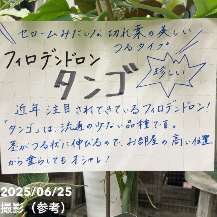 フィロデンドロン タンゴ ドラゴンリーフ 4号｜観葉04-PA | 観葉・多肉