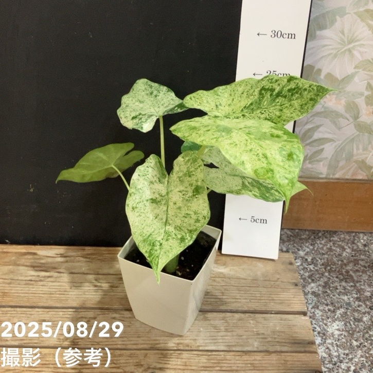 クワズイモ 4号プラ鉢｜観葉04-PA | 観葉・多肉 | 赤塚植物園