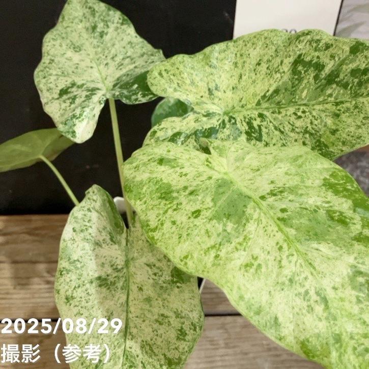 クワズイモ　観葉植物 クワズイモ 育て方｜観葉植物 Dictionary｜ブルーミングスケープ