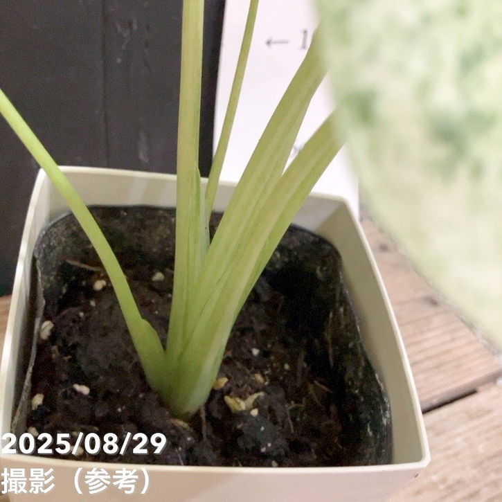 クワズイモ 4号プラ鉢｜観葉04-PA | 観葉・多肉 | 赤塚植物園