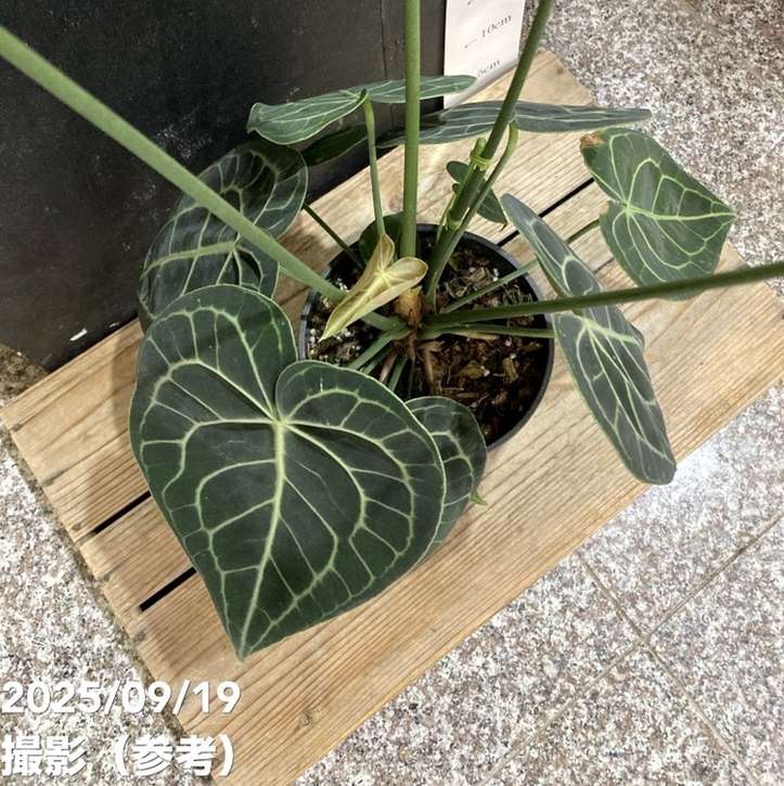 アンスリウム クラリネルビウム 4.5号｜観葉04-PA | 観葉・多肉 | 赤塚