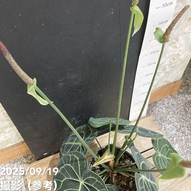 アンスリウム クラリネルビウム 4.5号｜観葉04-PA | 観葉・多肉 | 赤塚