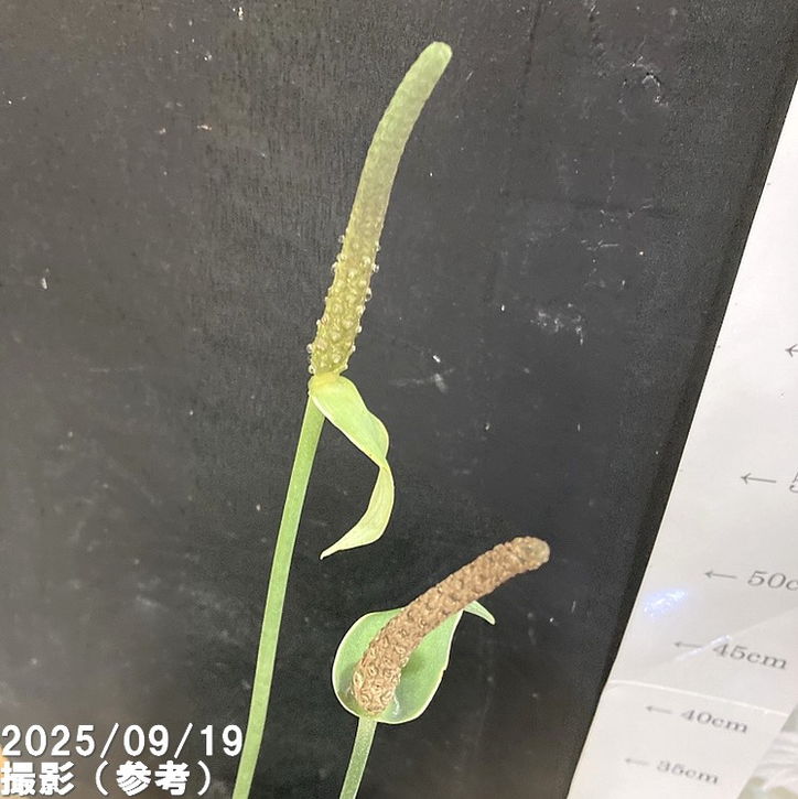 アンスリウム クラリネルビウム 4.5号｜観葉04-PA | 観葉・多肉 | 赤塚