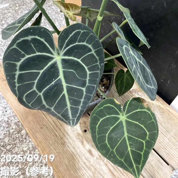 アンスリウム クラリネルビウム 4.5号｜観葉04-PA | 観葉・多肉 | 赤塚