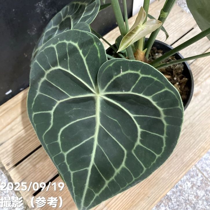 アンスリウム クラリネルビウム 4.5号｜観葉04-PA | 観葉・多肉 | 赤塚