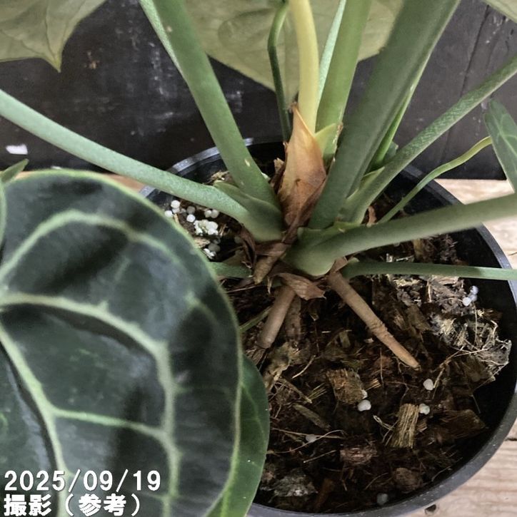 アンスリウム クラリネルビウム 4.5号｜観葉04-PA | 観葉・多肉 | 赤塚