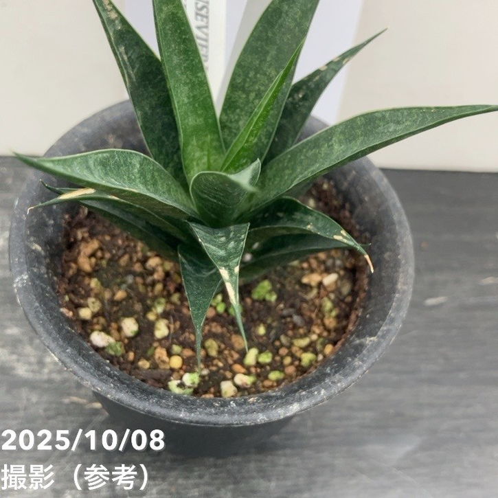 【激レア!現品お届け】サンスベリア 3号 龍神 生産鉢仕様(S201)|観葉02-D2