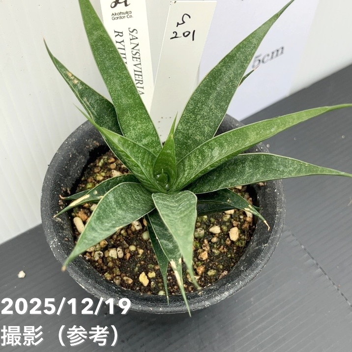 【激レア!現品お届け】サンスベリア 3号 龍神 生産鉢仕様(S201)|観葉02-D2