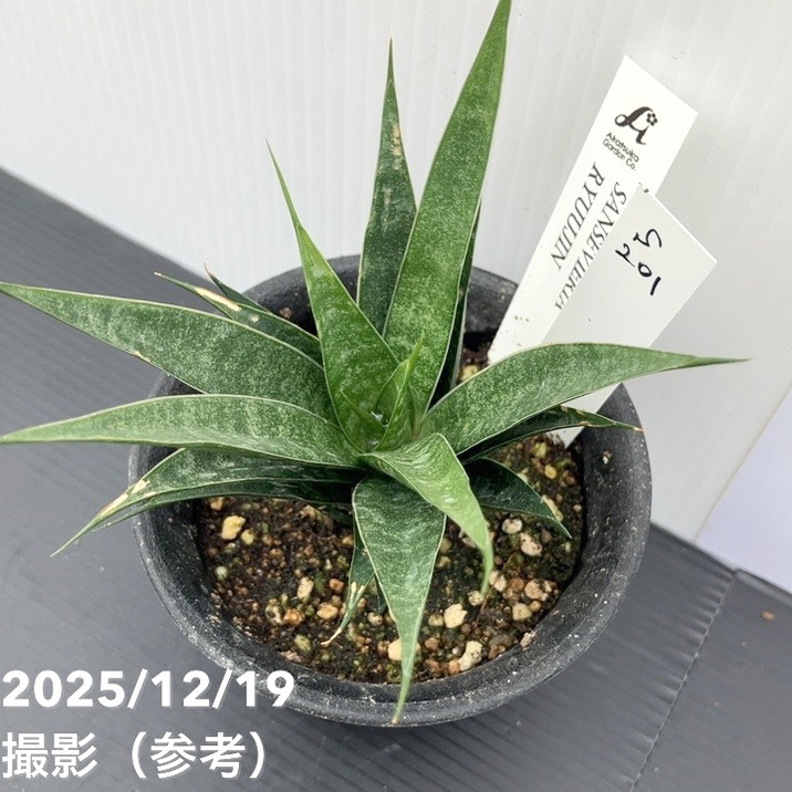 【激レア!現品お届け】サンスベリア 3号 龍神 生産鉢仕様(S201)|観葉02-D2