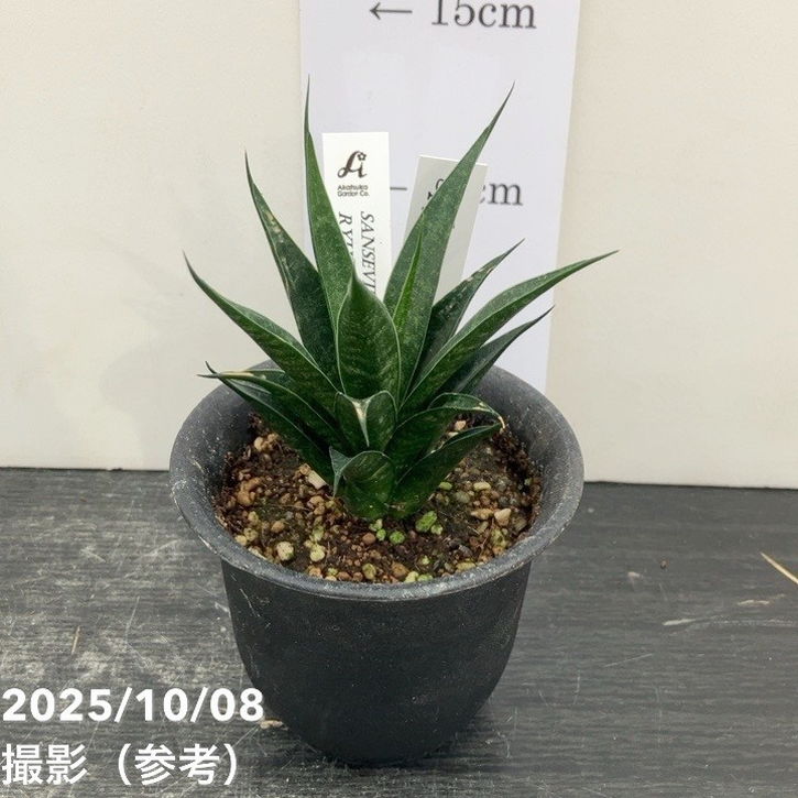 【激レア!現品お届け】サンスベリア 3号 龍神 生産鉢仕様(S201)|観葉02-D2