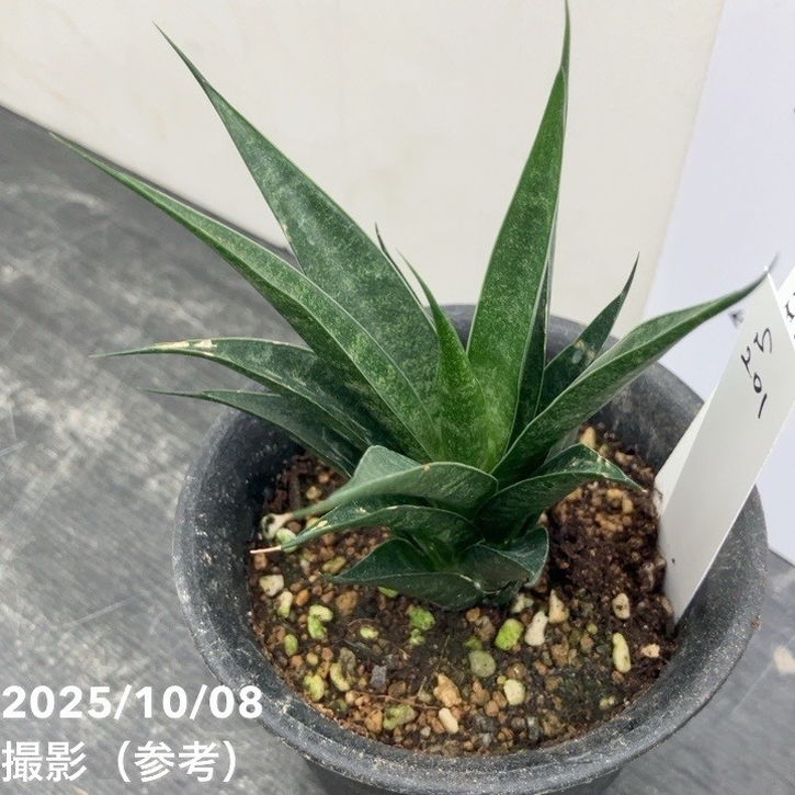 【激レア!現品お届け】サンスベリア 3号 龍神 生産鉢仕様(S201)|観葉02-D2