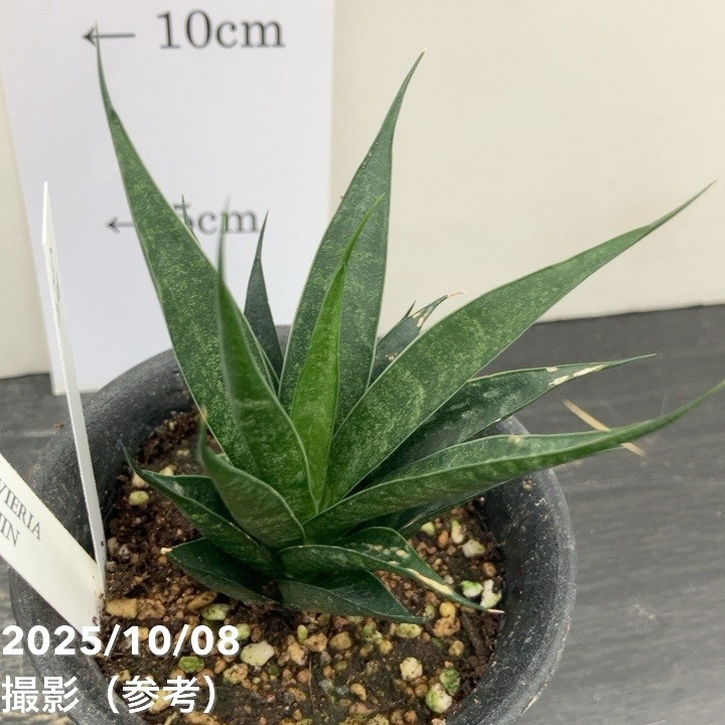 【激レア!現品お届け】サンスベリア 3号 龍神 生産鉢仕様(S201)|観葉02-D2