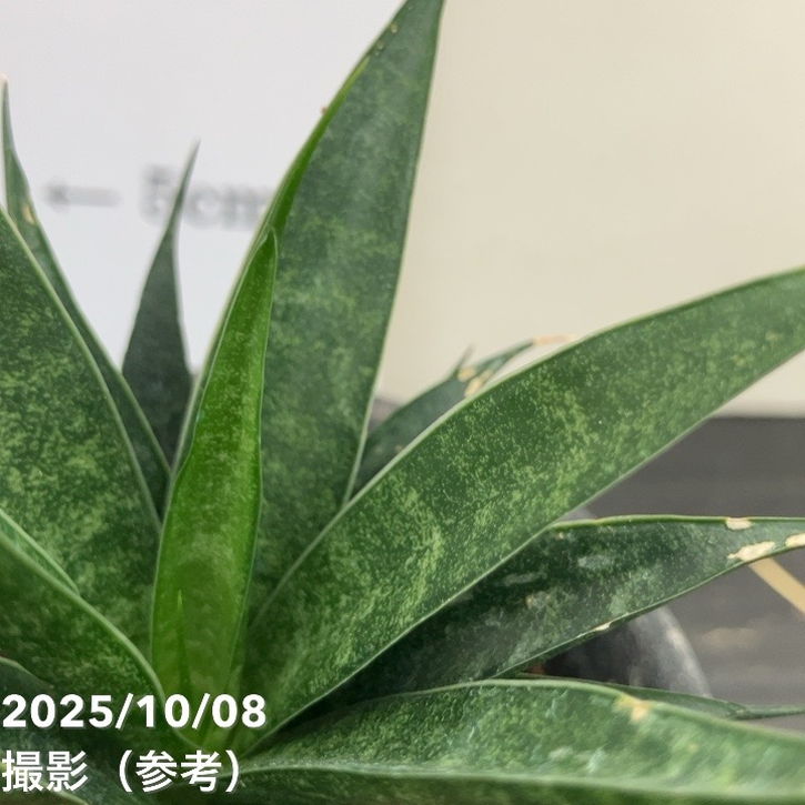 【激レア!現品お届け】サンスベリア 3号 龍神 生産鉢仕様(S201)|観葉02-D2