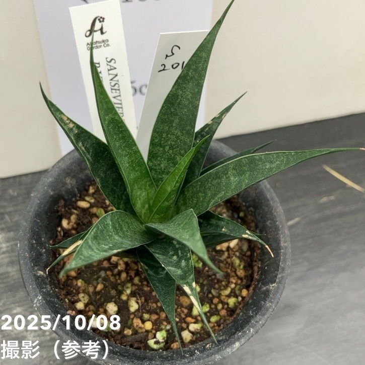 【激レア!現品お届け】サンスベリア 3号 龍神 生産鉢仕様(S201)|観葉02-D2