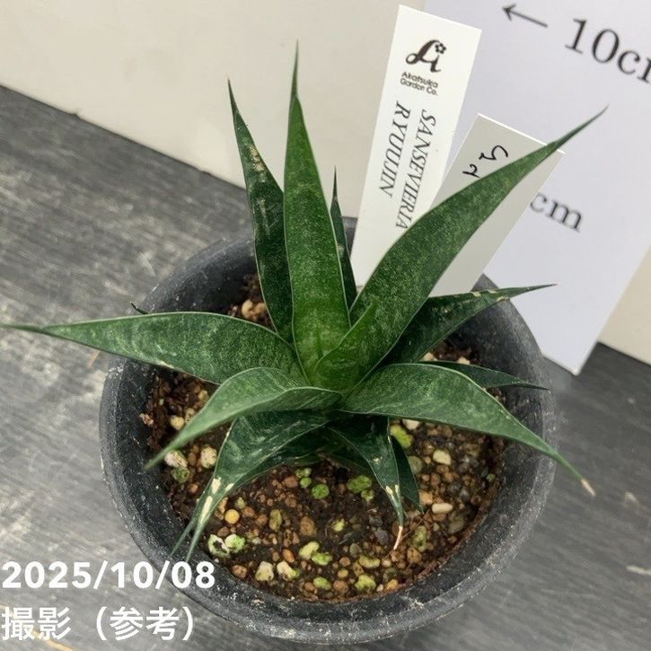 【激レア!現品お届け】サンスベリア 3号 龍神 生産鉢仕様(S201)|観葉02-D2