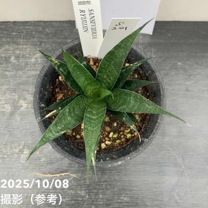 【激レア!現品お届け】サンスベリア 3号 龍神 生産鉢仕様(S201)|観葉02-D2