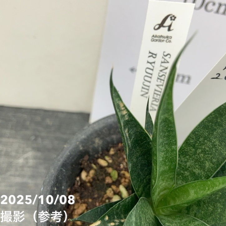 激レア！現品お届け】サンスベリア 3号 龍神 生産鉢仕様（S201