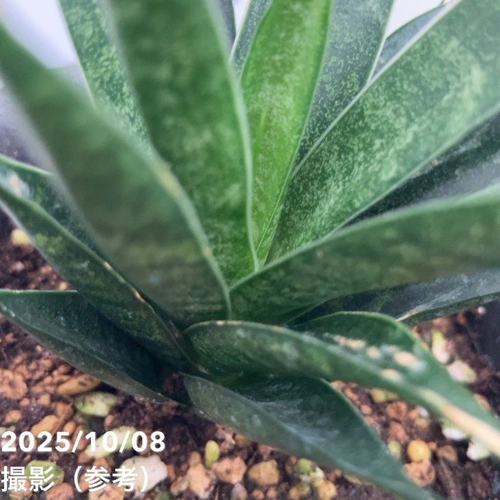 【激レア!現品お届け】サンスベリア 3号 龍神 生産鉢仕様(S201)|観葉02-D2