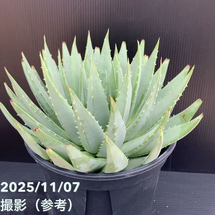 現品お届け】アロエ ポリフィラ Aloe polyphylla 7号（4）｜観葉10-TU