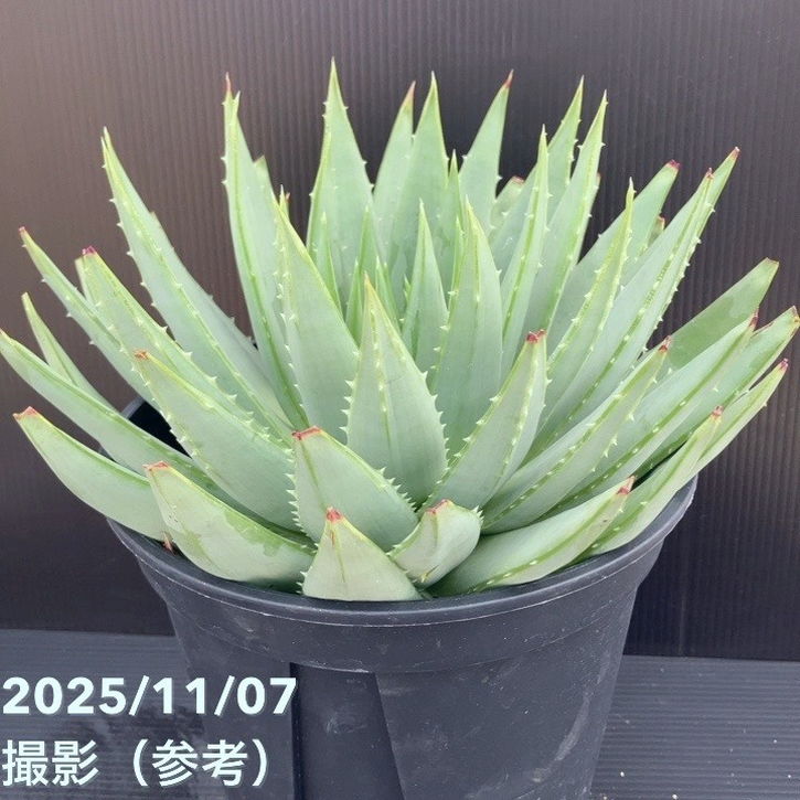 現品お届け】アロエ ポリフィラ Aloe polyphylla 7号（4）｜観葉10-TU