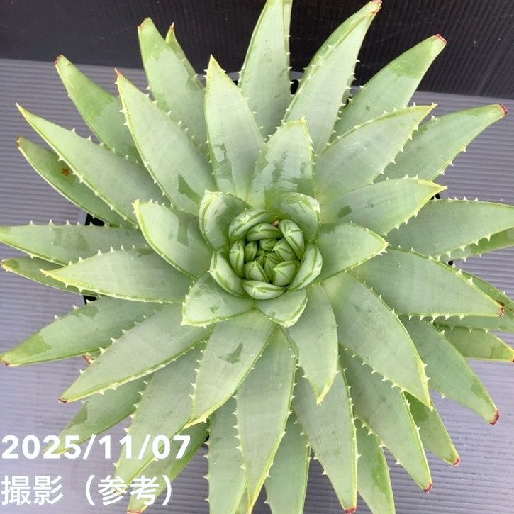 現品お届け】アロエ ポリフィラ Aloe polyphylla 7号（4）｜観葉10-TU