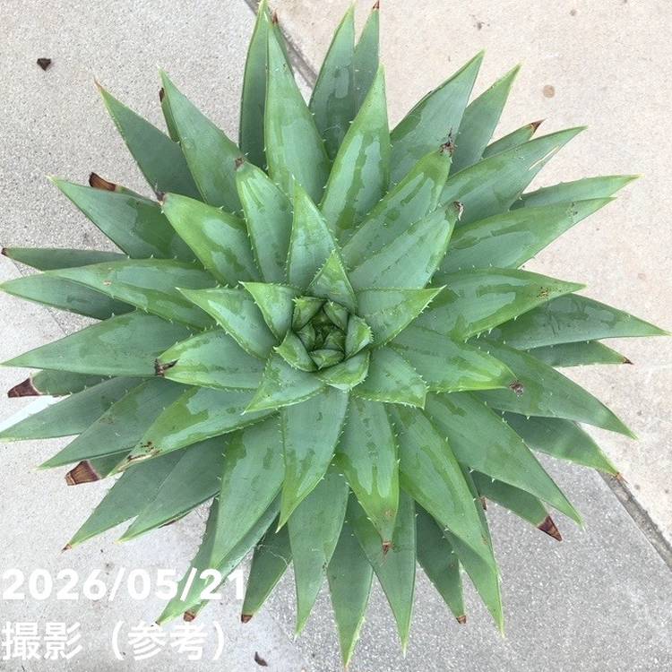現品お届け】アロエ ポリフィラ Aloe polyphylla 7号（4）｜観葉10-TU