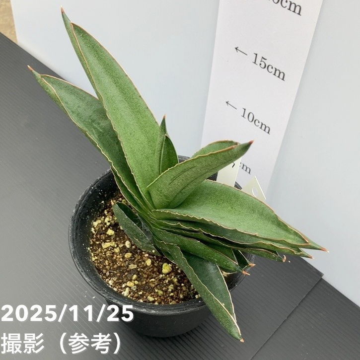 現品お届け】サンスベリア 4号 アンダマン Andaman プラ鉢仕様（S227