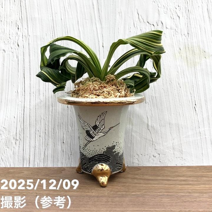 約85%オフ　象彦　光琳鶴　山道鉢　新品未使用 約85%オフ 象彦 光琳鶴 山道鉢 新品未使用 約85%オフ 象彦 光琳鶴 山道